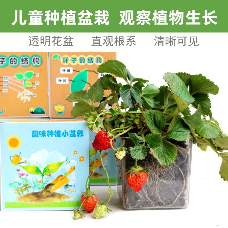 幼儿园儿童种植小盆栽植物根系观察窗发芽生长凤仙花向日葵花种子