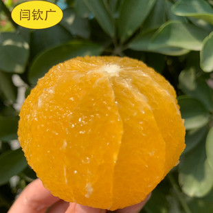 闫钦广果业四川红美人果冻橙柑橘当季手剥橙子整箱包邮