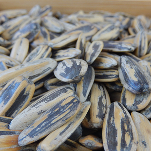 蔚县葵花子瓜子特产新货传统水煮五香味大葵花籽坚果炒货散装 零食