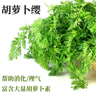 新鲜胡萝卜叶胡萝卜缨萝卜缨子胡萝卜叶子兔兔草料新鲜蔬菜食用草