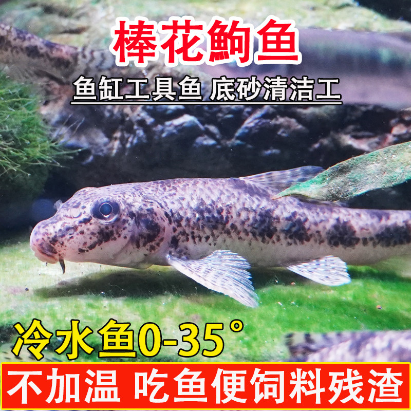 棒花鱼清洁鱼中华鼠鱼冷水清道夫鱼缸工具鱼吃残渣藻类粪便翻沙鱼