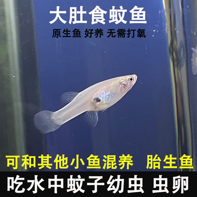 原生冷水鱼食蚊鱼大肚子鱼胎生鱼