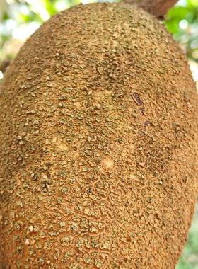 新品高端品种神剑马梅果妈咪果Excalibur Mamey 嫁接苗