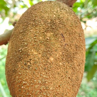 新品高端品种神剑马梅果妈咪果Excalibur Mamey 嫁接苗