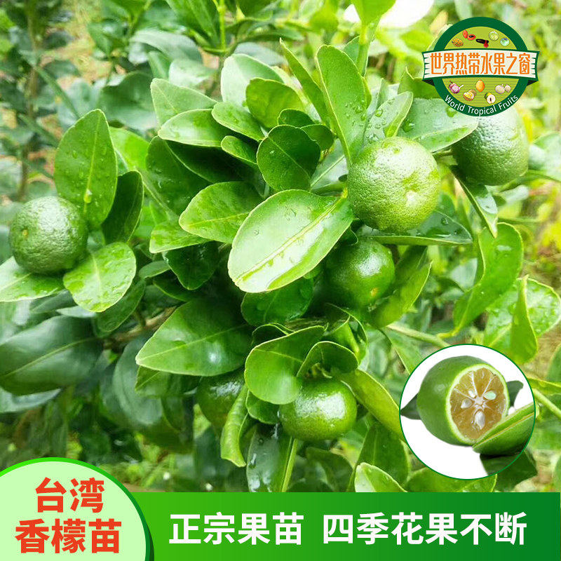 台湾香檬无刺扁实柠檬台湾四季香柠檬盆栽嫁接苗包邮