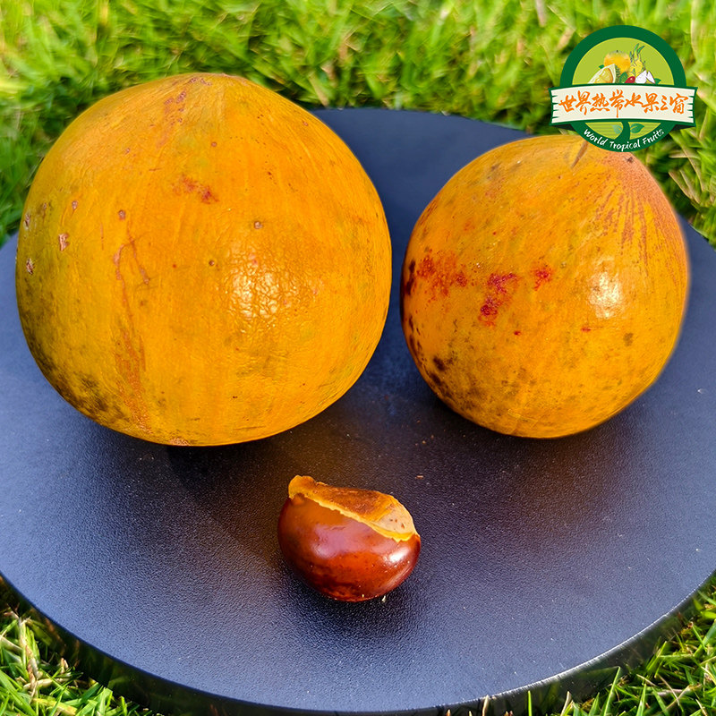 细叶罗斯果苗新品种基地直发嫁接苗四季种植种苗包邮