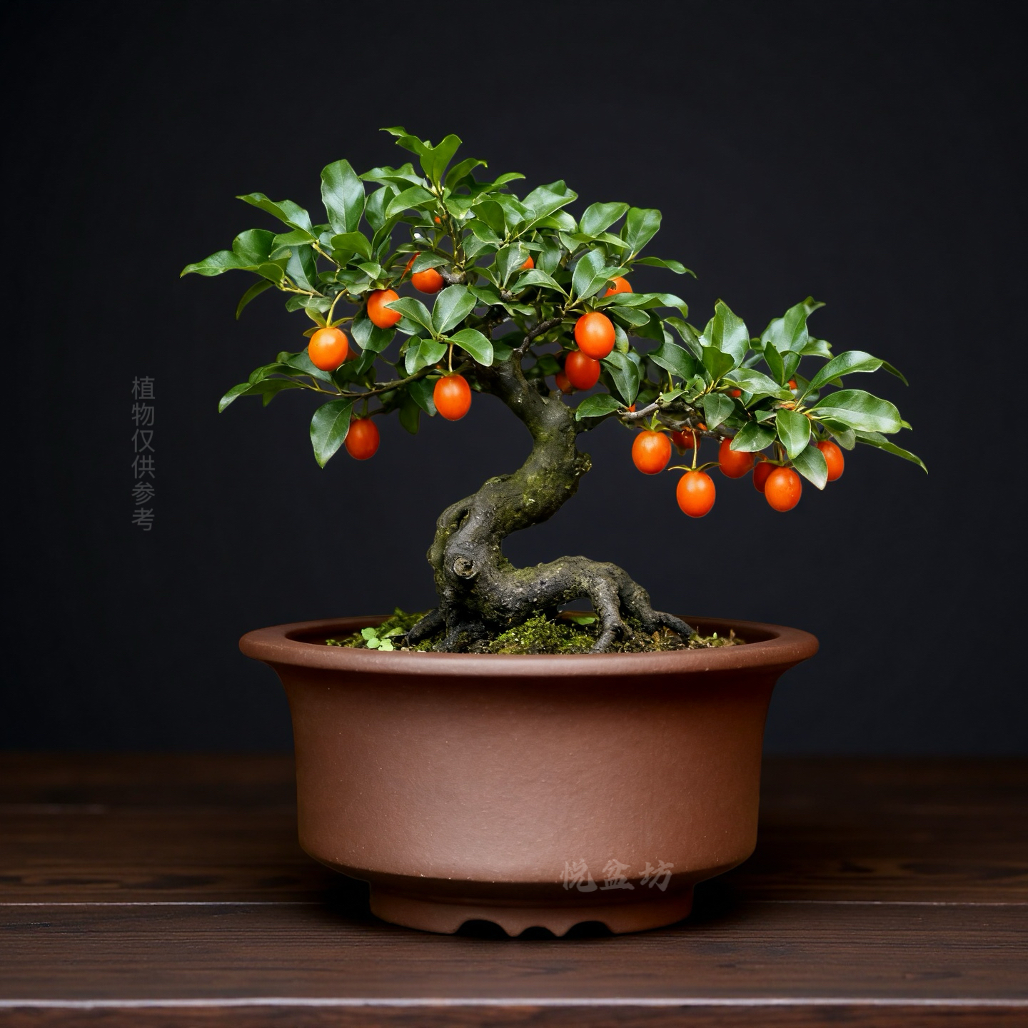 特价宜兴紫砂花盆小多肉云竹金弹子盆景盆矮兰花桌面绿植盆栽圆盆