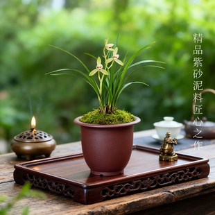 特价精品紫砂花盆小金钟盆景盆兰花专用多肉云竹盆桌面简约盆栽盆