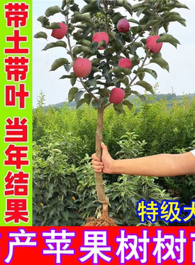 苹果树果苗盆栽红富士南北方嫁接地栽冰糖心苹果带果苗矮化果树苗