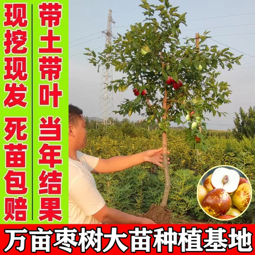 枣树活苗特大冬枣嫁接特大北方南方种植庭院葫芦枣树果树果苗盆栽