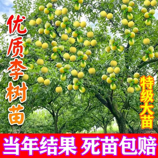 新品种嫁接蜂糖李子树苗抗寒抗旱盆栽地载脱骨果树苗南方北方种植