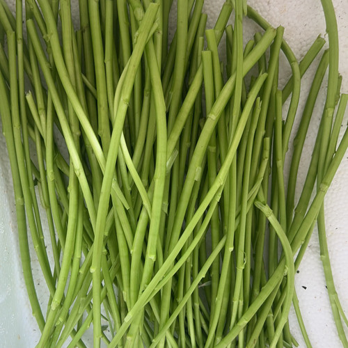 南京八卦洲特产芦蒿净菜摘叶摘老茎免摘藜蒿芦蒿泥蒿野菜篱蒿新鲜