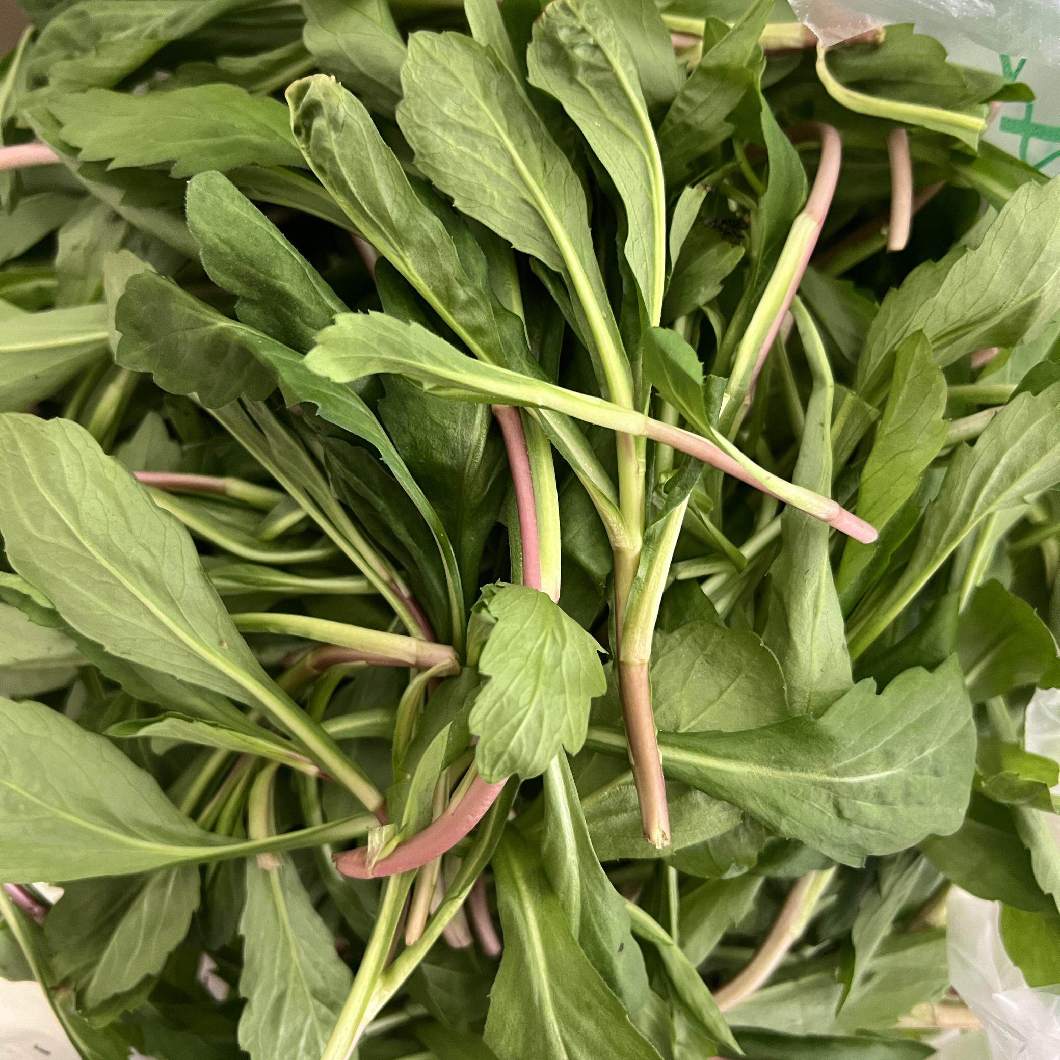 手机实拍红根红梗马兰头野生马兰叶菜类
