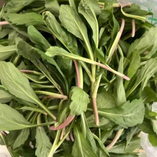 手机实拍红根红梗马兰头野生马兰头野菜鸡儿肠现摘时令蔬菜新鲜