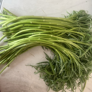 手机实拍南京产新鲜带叶芦蒿野菜青蒿子藜蒿泥蒿黎蒿现摘坏包赔