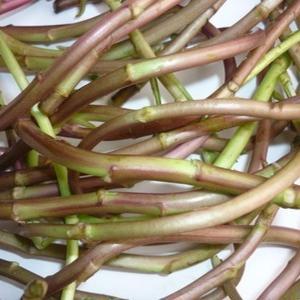 南京八卦洲带叶野生芦蒿黎蒿红芦蒿子藜蒿八卦洲野菜新鲜一斤