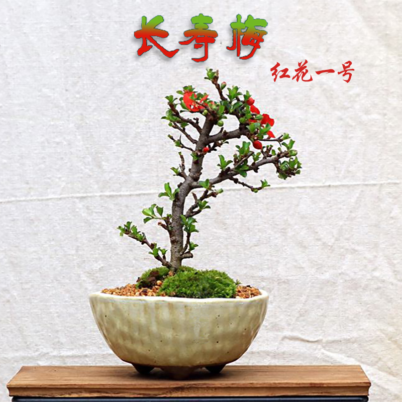 日本红花一号长寿梅盆景微型掌中宝小品一物一拍室内花卉绿植盆栽