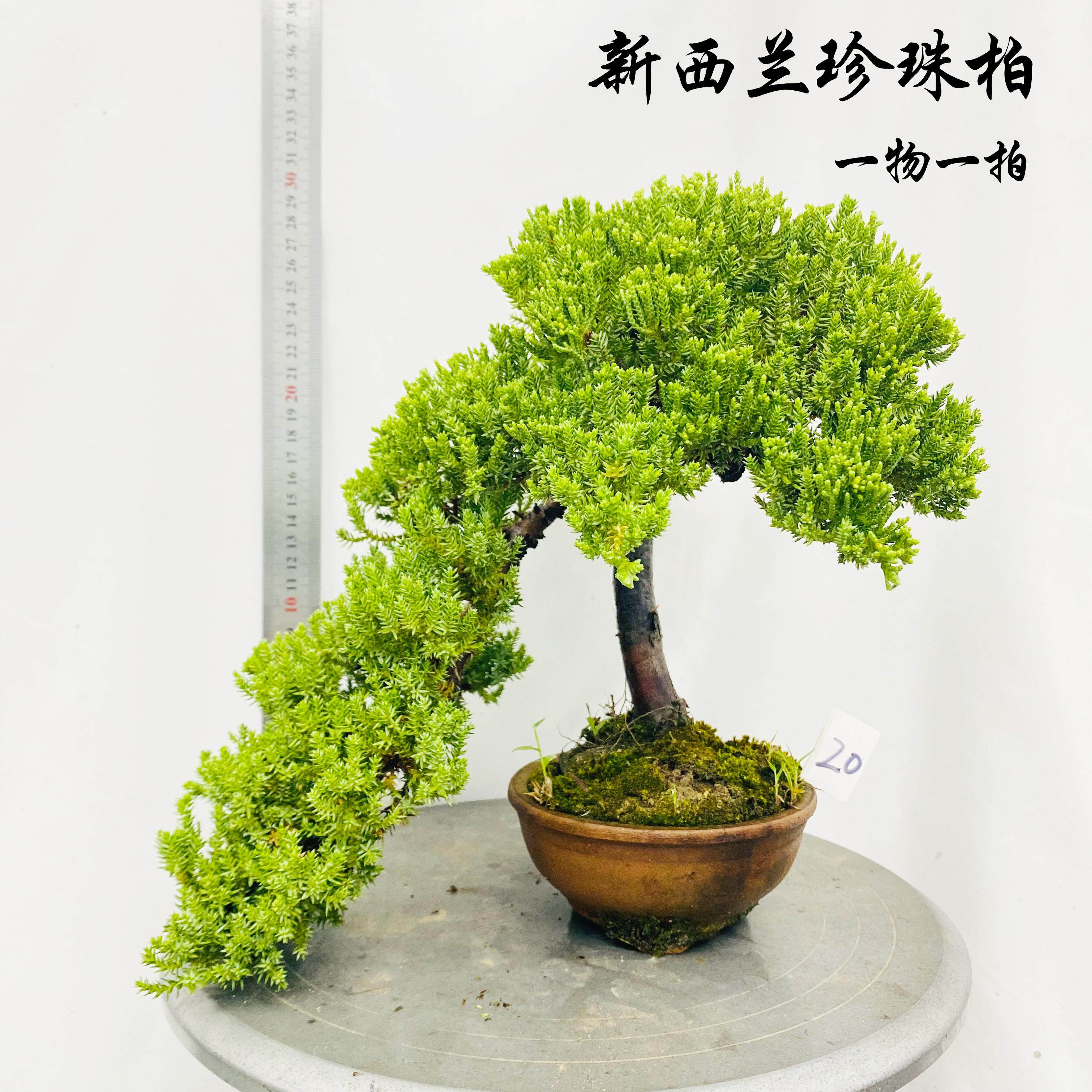 新西兰珍珠柏造型盆景高杆悬崖临水迎客小品盆栽四季常青一物一拍,鲜花速递/花卉仿真/绿植园艺,造型盆景,淘宝优惠券,粉丝福利购,淘宝优惠卷