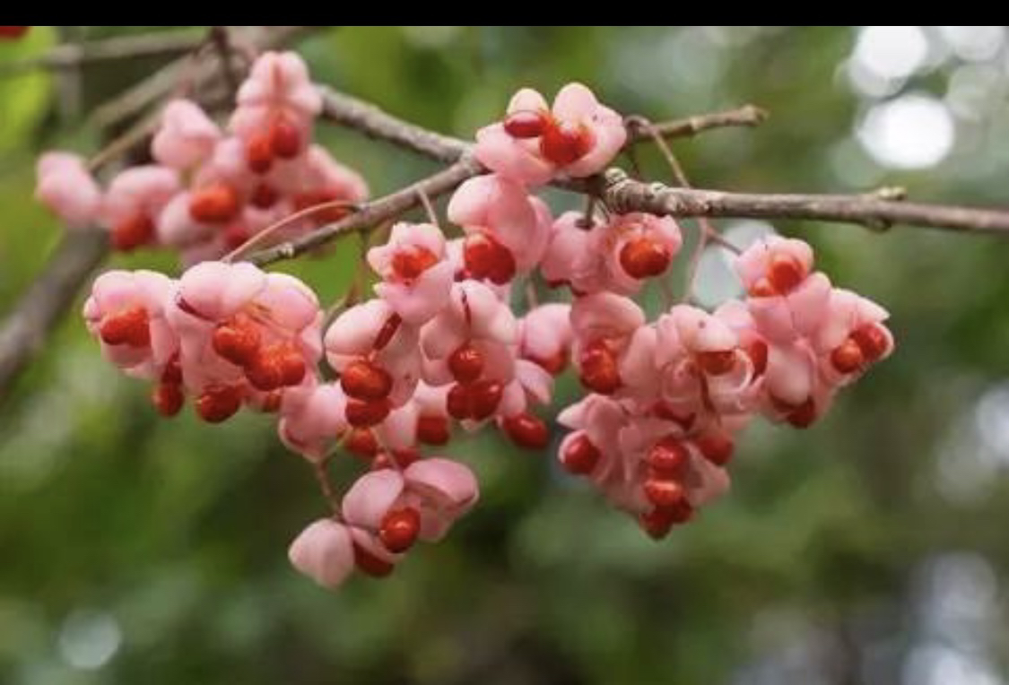 直播专拍，私拍无效