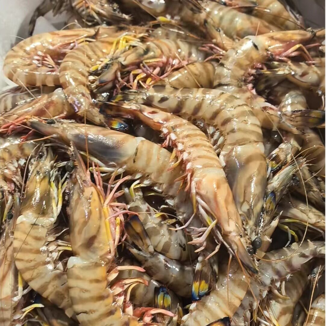 渤海野生鲜货竹节虾，时令价，按实际重量付款