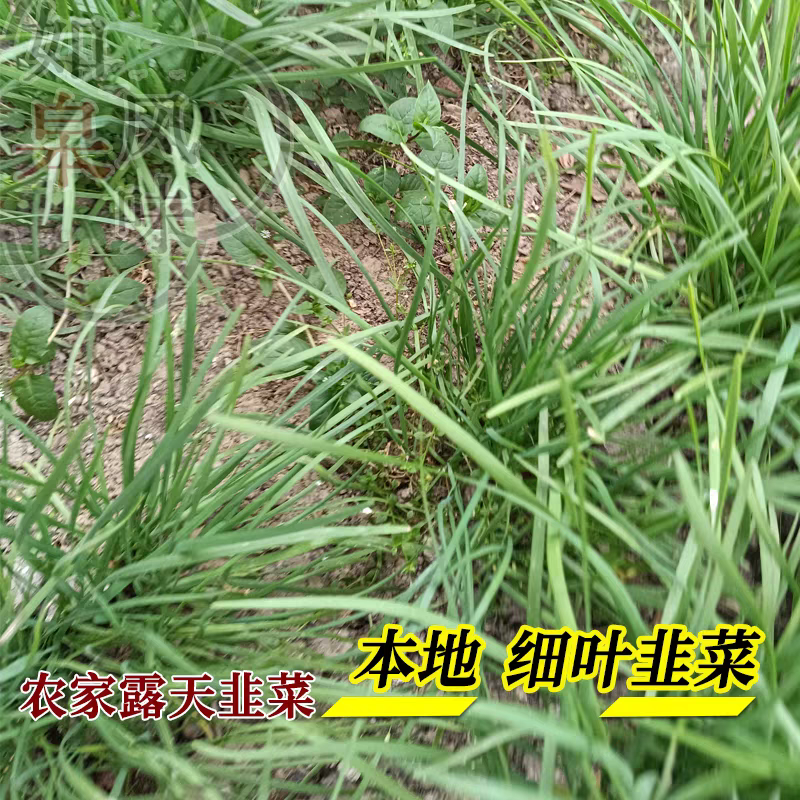 新鲜小叶韭菜农家自种现摘现发韭菜叶菜农家自种现摘现发