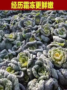 霜冻黄心菜新鲜蔬菜农家黄心乌塌菜黑白菜黄心乌菜菊花菜整箱包邮