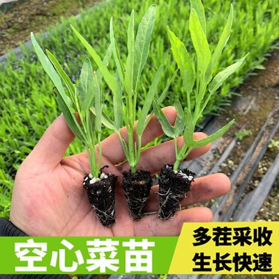 空心菜苗多次采收生长快四季可种