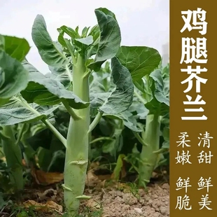 甜脆鸡腿芥兰秧苗四季秋冬蔬菜苗莴笋苗大芥蓝西蓝花菜鸡头菜种苗