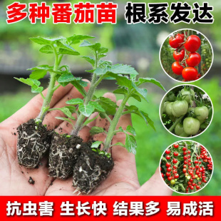 高产西红柿苗老品种番茄苗小圣女果苗各种四季 阳台蔬菜苗矮生盆栽