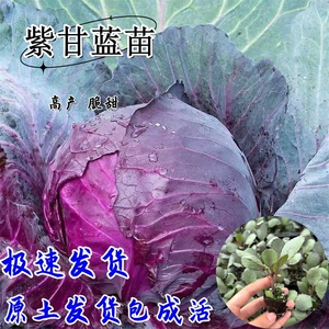 包菜苗紫甘蓝苗绿甘蓝苗牛心甘蓝卷心菜包心菜秧苗秋冬耐寒蔬菜苗
