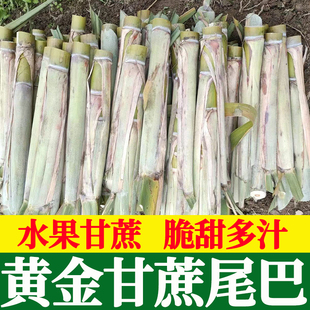 正宗广西水果黑皮甘蔗黄皮甘蔗种苗高产黄金甘蔗种子种植苗籽优良