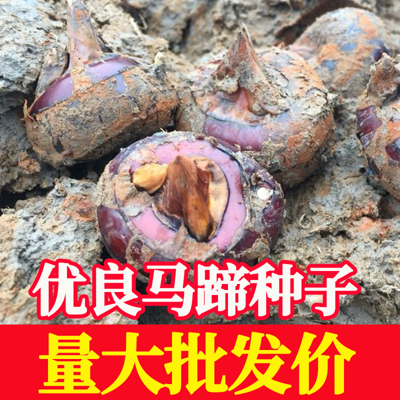 正宗广西桂林荔浦水果马蹄种子高产脆甜无渣多汁荸荠种植苗新鲜-封面