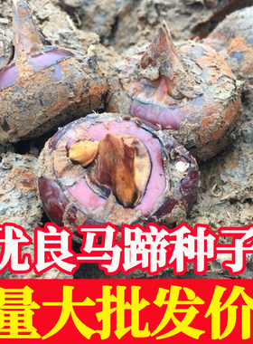 正宗广西荔浦桂蹄3号水果马蹄种