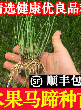 桂蹄3号正宗广西桂林荔浦马蹄种子苗荸荠种植苗高产脆甜多汁水果