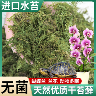 蝴蝶兰水苔兰花专用土干苔藓智利营养土青苔植物种植育苗乌龟冬眠