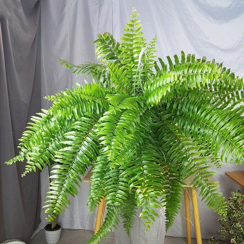 蕨类植物盆栽大型价格 多少钱 蕨类植物盆栽大型价格 多少钱