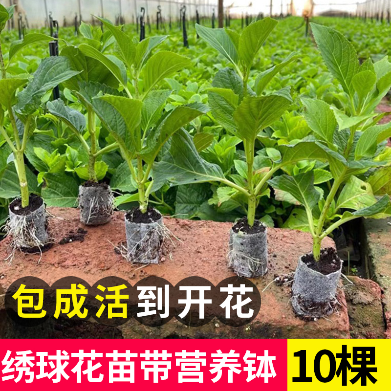 绣球花苗小苗带营养钵四季开花阳台盆栽大花庭院易活植物无尽夏 鲜花速递/花卉仿真/绿植园艺 绣球/木绣球/木本植物 原图主图