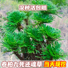 卷柏九死还魂草桌面花卉植物盆景盆栽假山组合吸水石菖蒲兰花