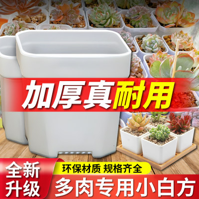 塑料简约小白小白方多肉花