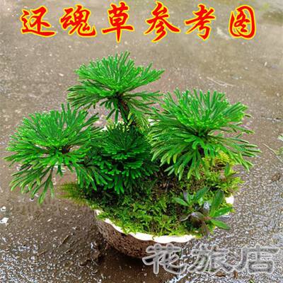 观赏小叶还魂草卷柏老桩还阳复活草微型盆景盆栽绿色植物桌上水培