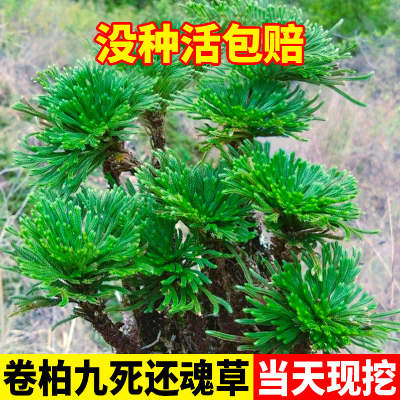 卷柏九死还魂草桌面花卉植物盆景盆栽假山组合吸水石菖蒲兰花-封面