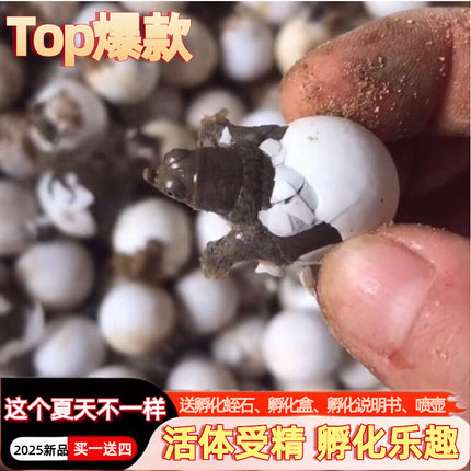 六一儿童节礼物甲鱼受精蛋孵化蛋活体宠物鲜活甲鱼蛋可孵化活宠