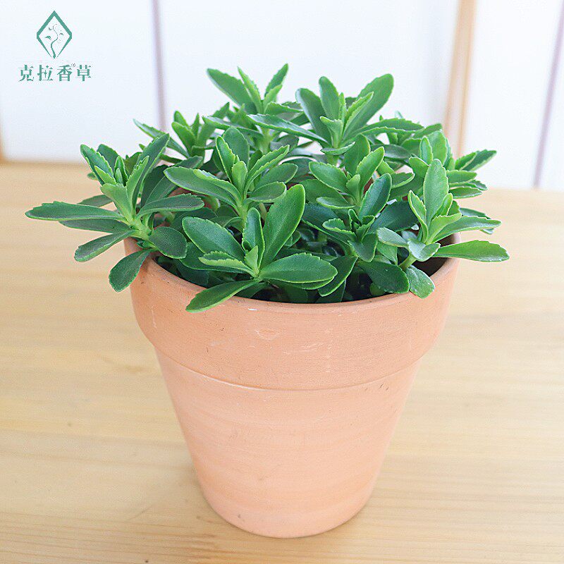 克拉香草 养心草 费菜 食用香草 容易养耐热耐旱植物盆栽苗