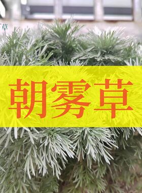 朝雾草阳台花园观赏盆栽