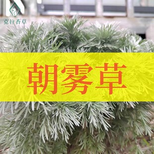 朝雾草不可食用香草植物盆栽克拉香草推荐银叶草观赏好看耐寒好养
