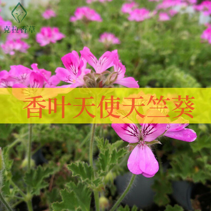 香叶天使天竺葵不可食用香草植物盆栽克拉香草浓郁芳香开花好看