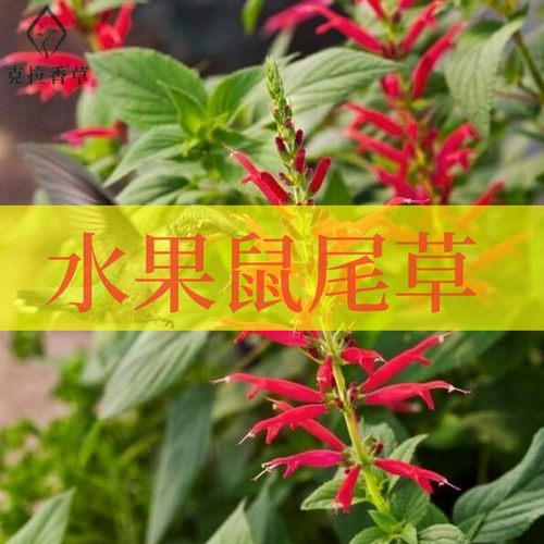 水果鼠尾草阳台好养食用泡水