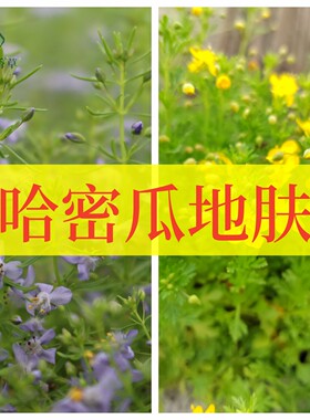 黄色蓝色哈密瓜地肤不可食用多年生香草植物盆栽克拉香草芳香绿植