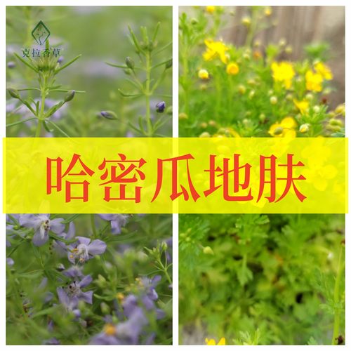 哈密瓜地肤黄蓝阳台花园芳香观赏