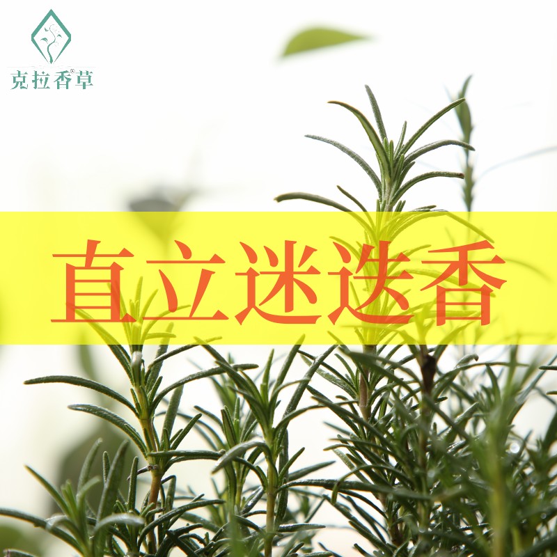 直立迷迭香可食用多年生香草植物盆栽克拉香草煎牛排烹饪西餐香料